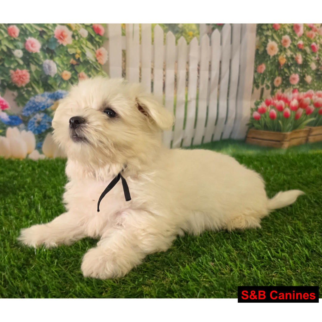 Puppy Image